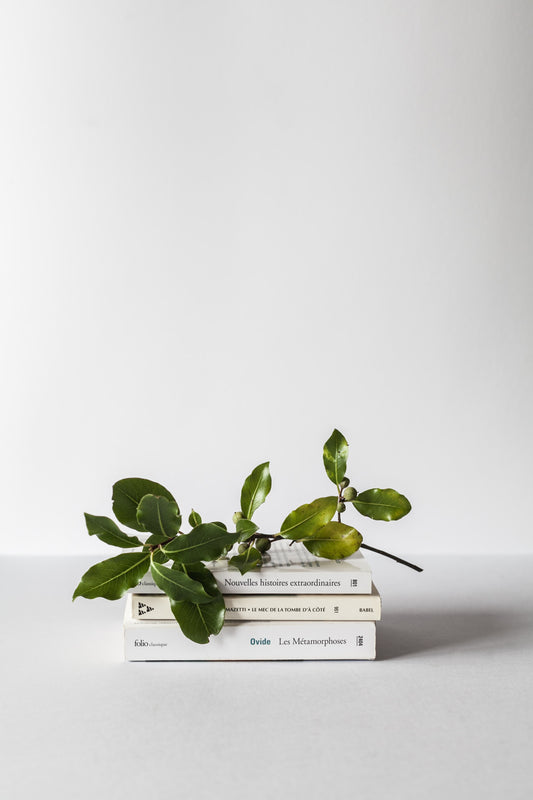 Minimalist Living: A Guide to Incorporating Simple and Sophisticated Pieces in Your Home